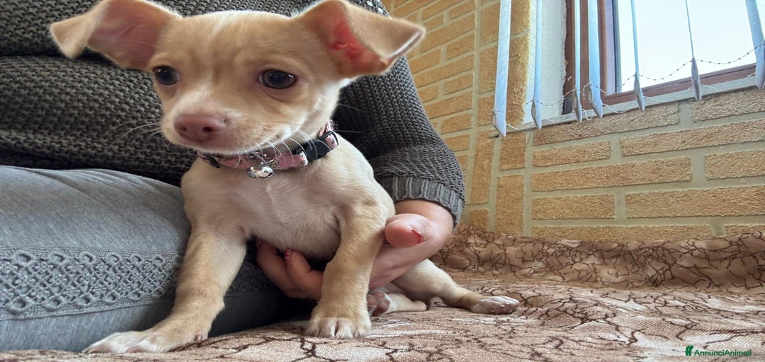 Immagine della galleria {{count}}