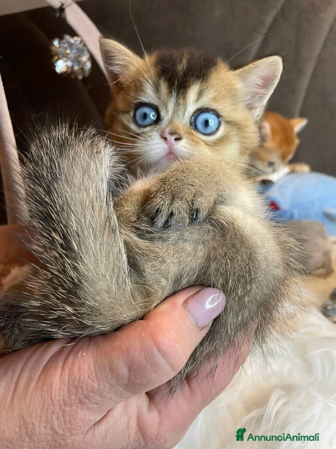 British gatti in vendita: Cuccioli British  - Annuncio 2