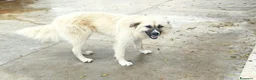 Meticcio cani in regalo: Burka 1 anno, buonissima - Annuncio 18