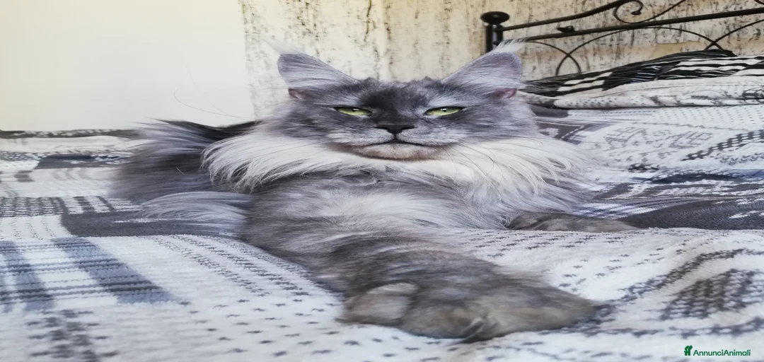 Immagine della galleria {{count}}