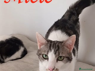 Europeo gatti Adorabile gatto in adozione, MIELE! - Annuncio 4