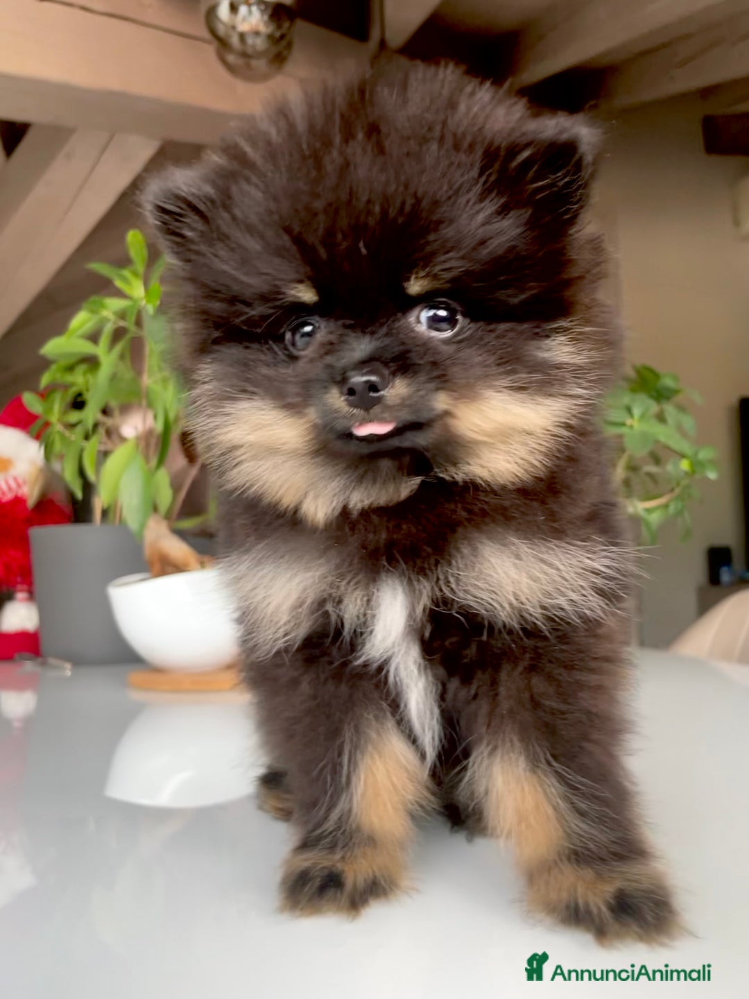 Volpino Pomerania cani in vendita: Cuccioli di volpino di pomerania a Provincia di Brescia - Immagine 3