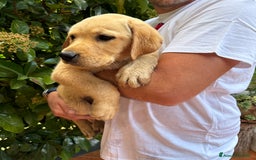 Labrador cani in vendita: Labrador miele  - Immagine 1