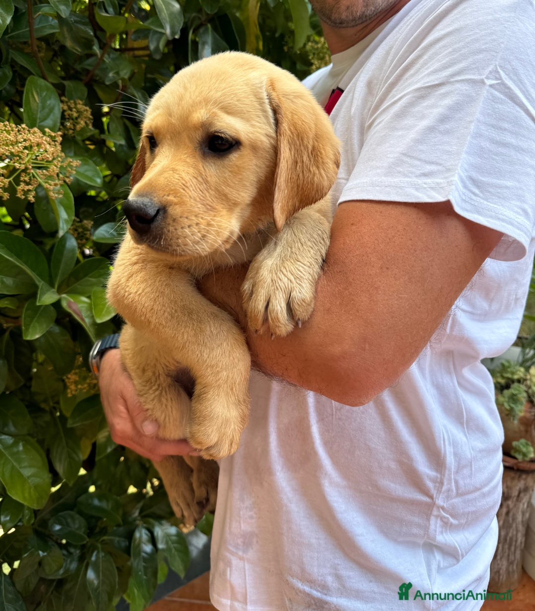 Labrador cani in vendita: Labrador miele  - Immagine 1