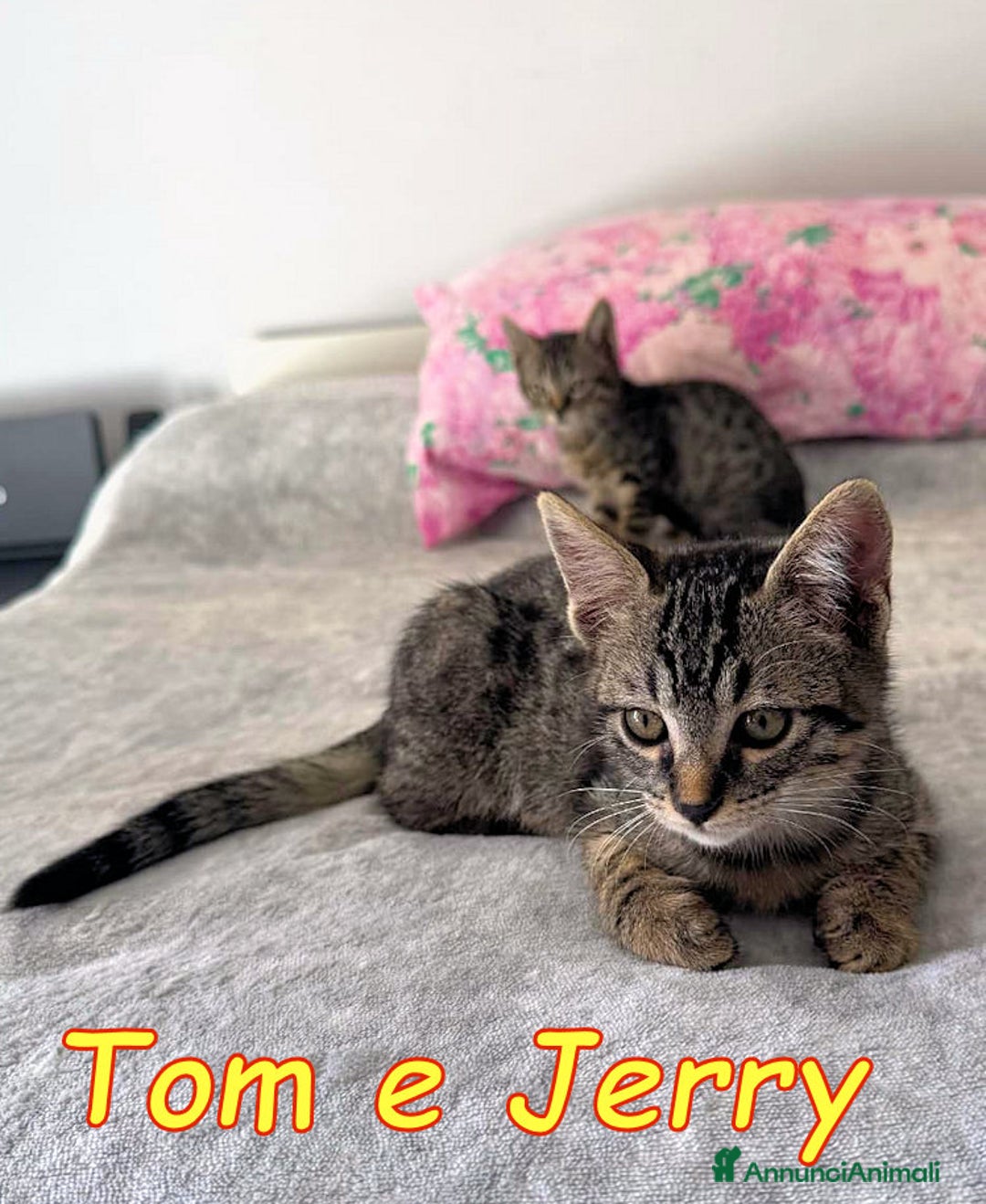 Europeo gatti in regalo: JERRY E TOM GATTIN ADORABILI - Annuncio 8