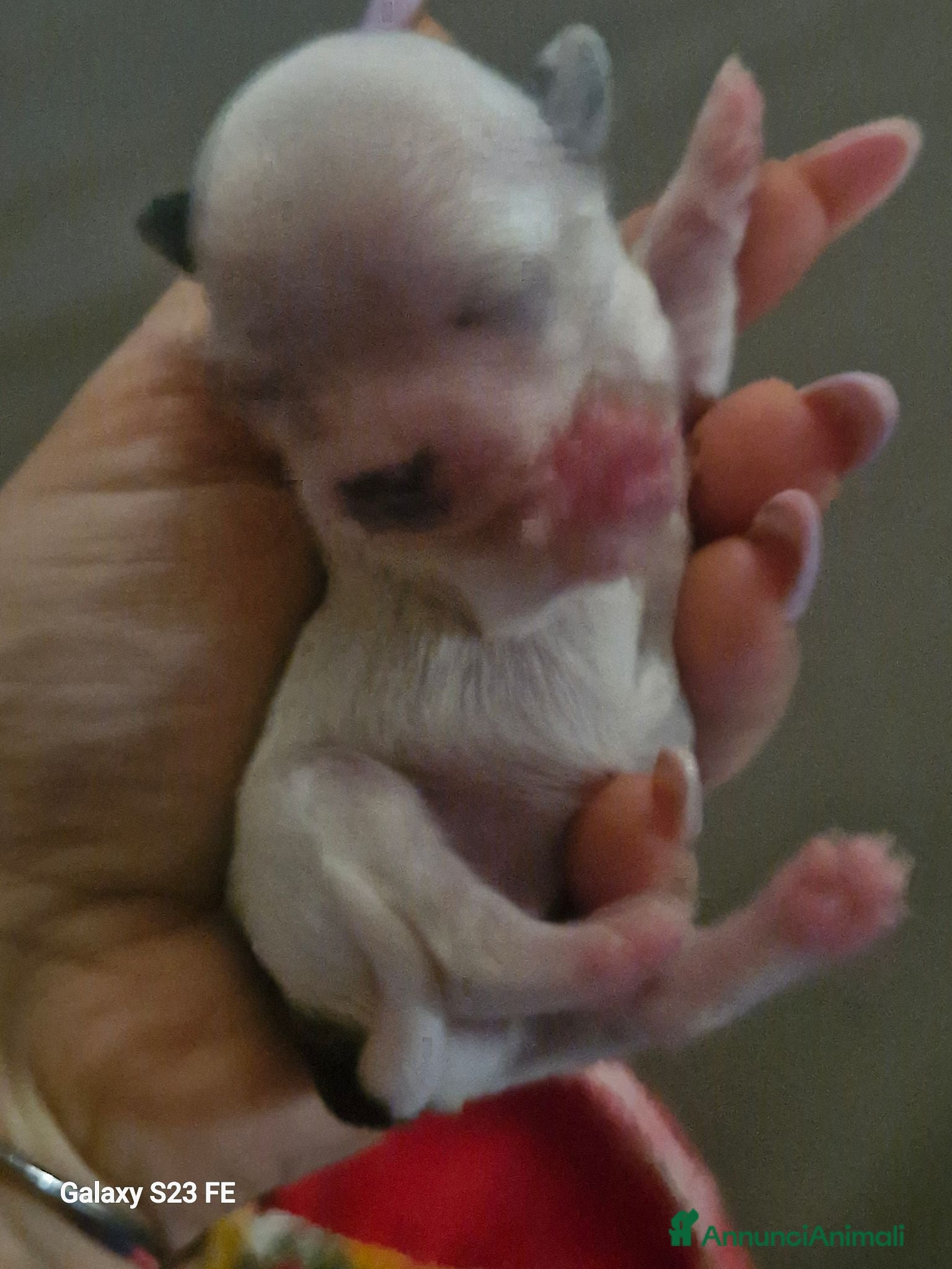 Chihuahua cani Cuccioli dibChiwawa - Annuncio 2