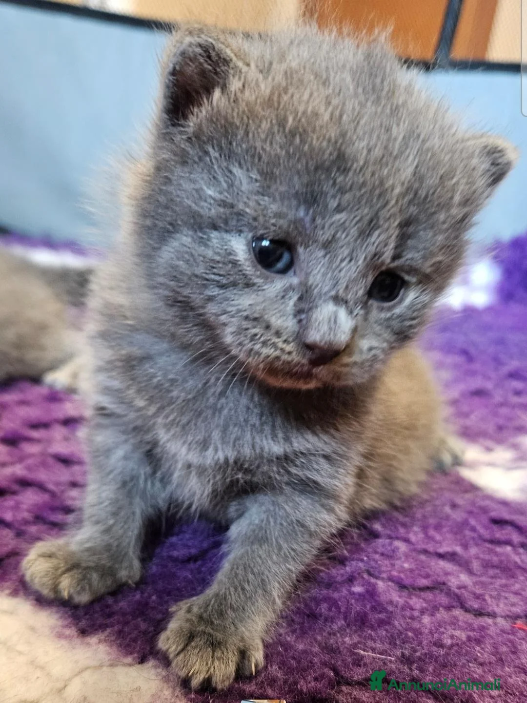 Certosino gatti in vendita: cuccioli di razza certosino  - Annuncio 5