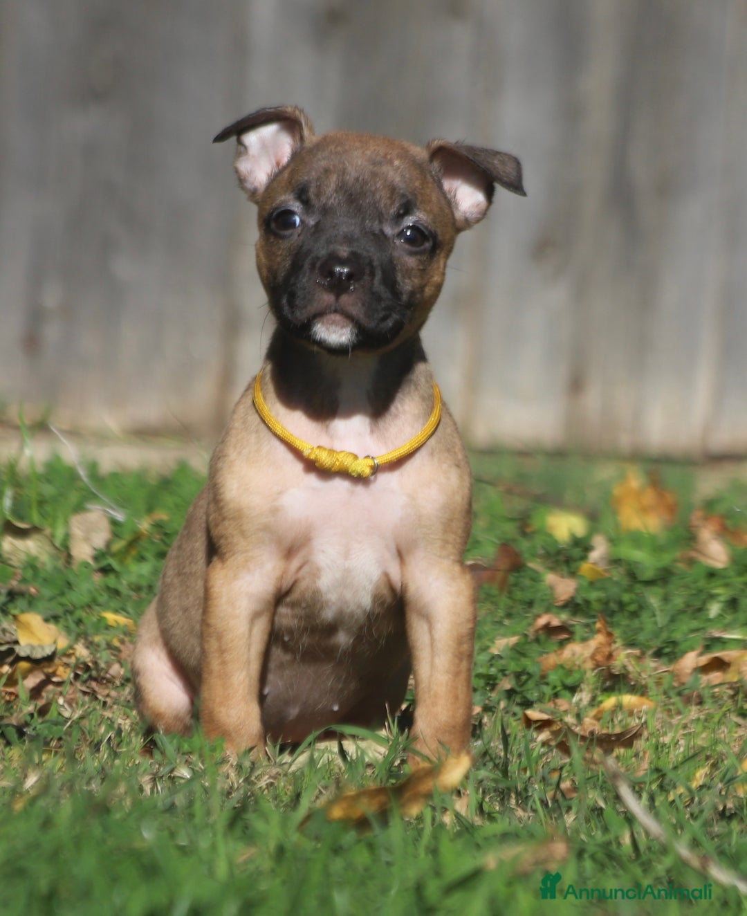 Pitbull cani in vendita: Cuccioli Pit Bull con Pedigree anche a rate - Annuncio 33