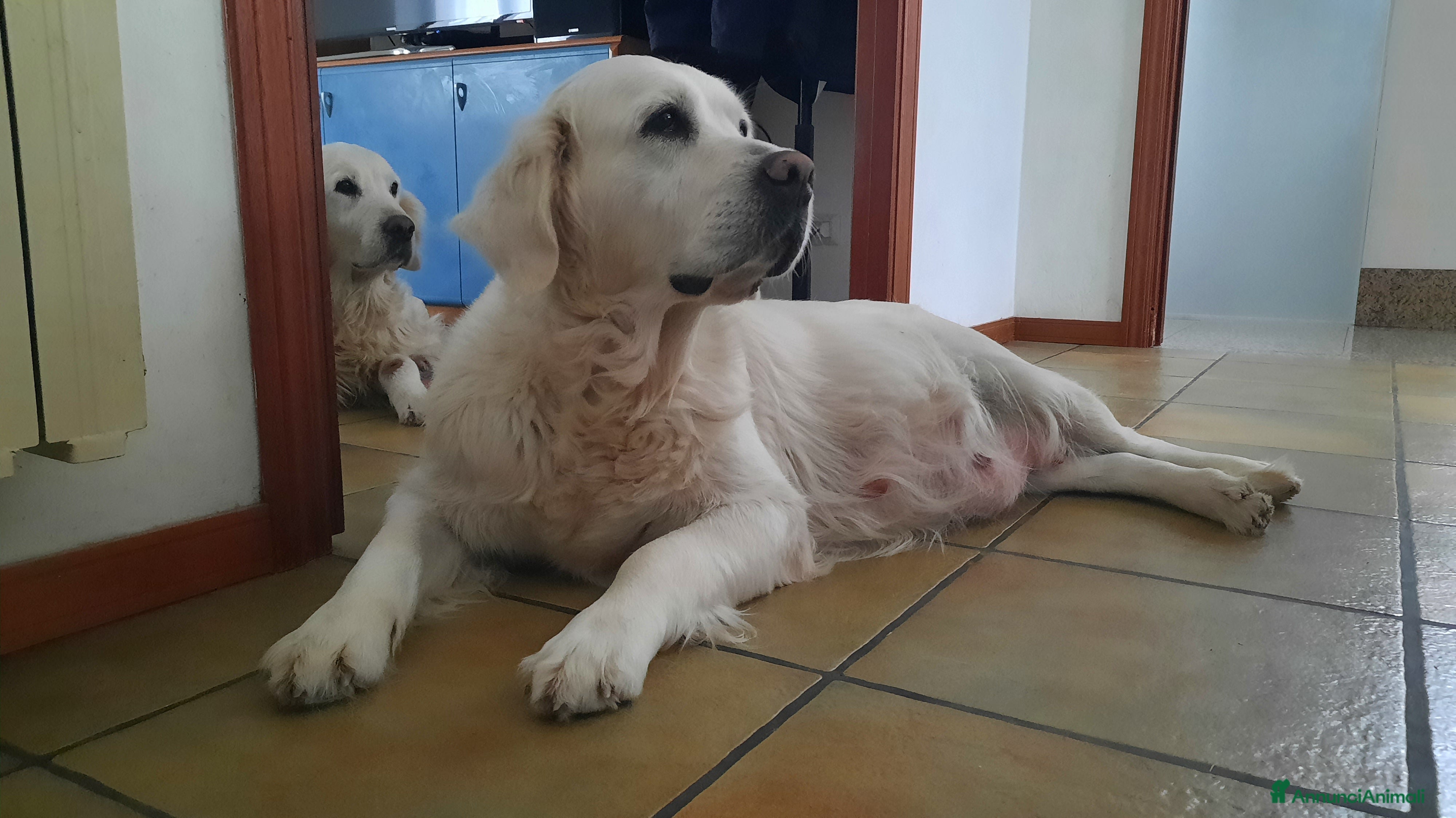 Golden Retriever cani Cuccioli di Golden Retriever di linea inglese - Annuncio 35