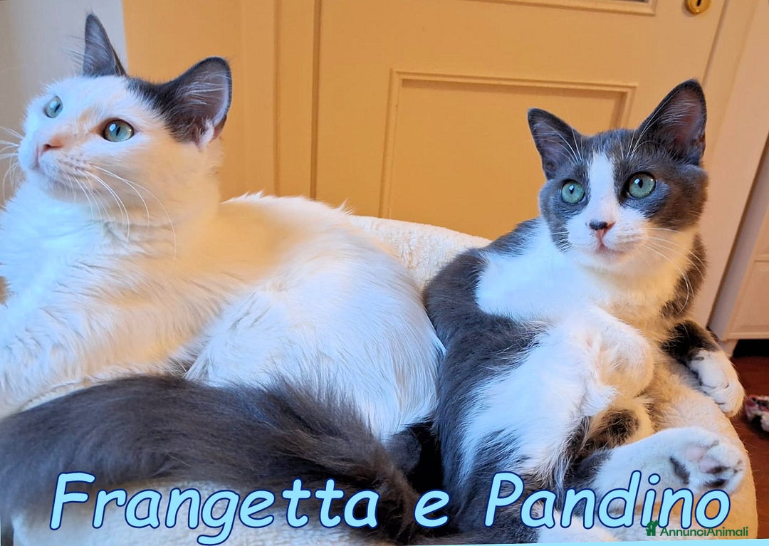 Europeo gatti in regalo: Scorri pure… sappi che potresti spezzarti il cuore - Annuncio 3