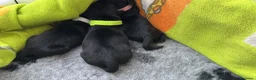 Labrador cani in vendita: Cuccioli di labrador a Provincia di Pescara - Annuncio 10