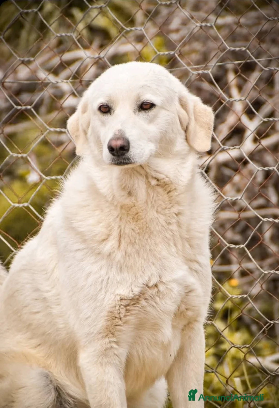 Meticcio cani in regalo: Lania - Annuncio 1