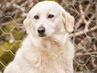 Meticcio cani Lania - Annuncio 10