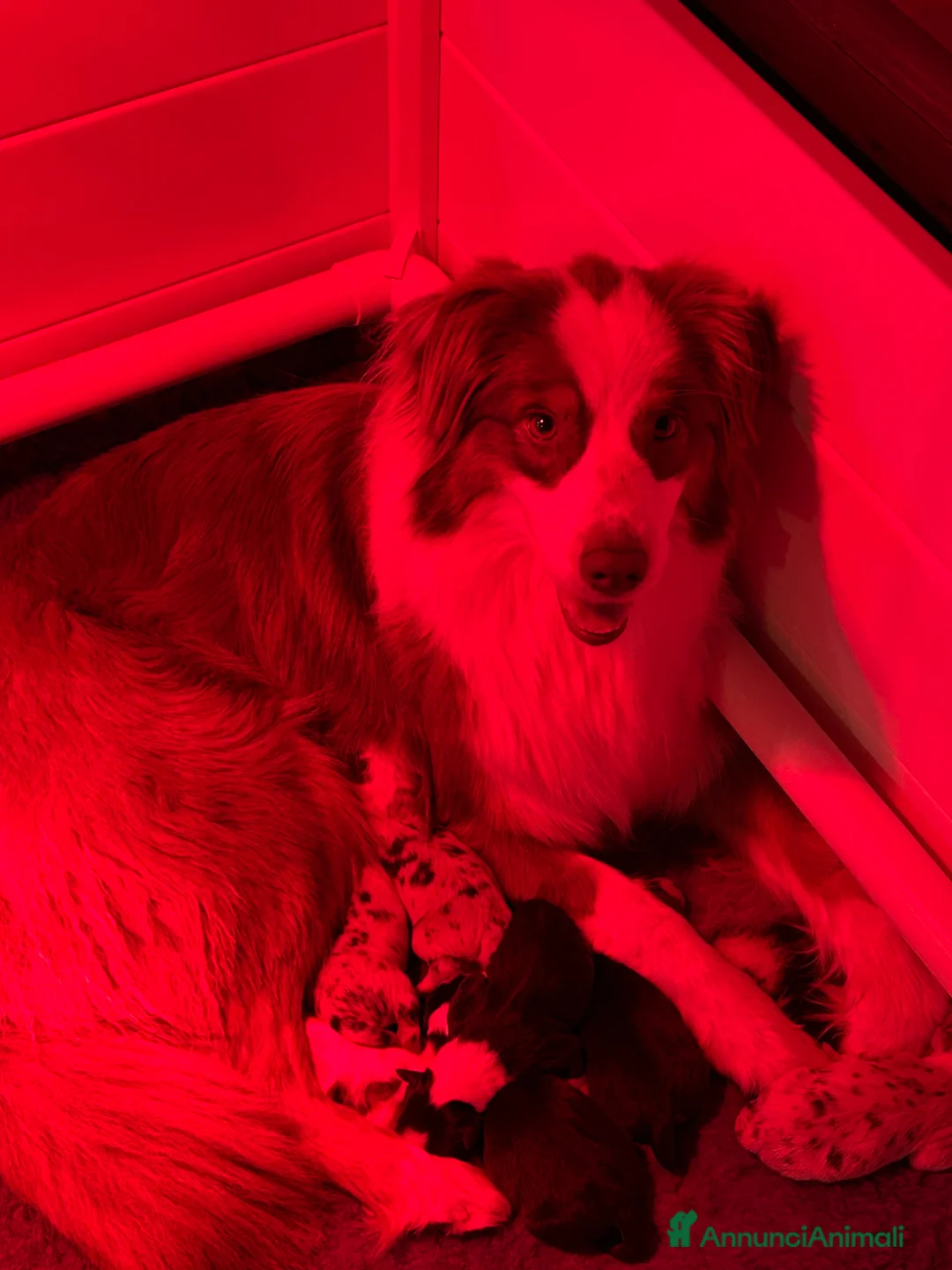 Australian Shepherd cani in vendita: Cuccioli Australian Shepherd - Annuncio 2