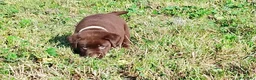 Labrador cani in vendita: Cucciola labrador cioccolato  - Annuncio 6