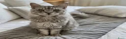 Maine Coon gatti in vendita: Maine coon blu smoke - Annuncio 3