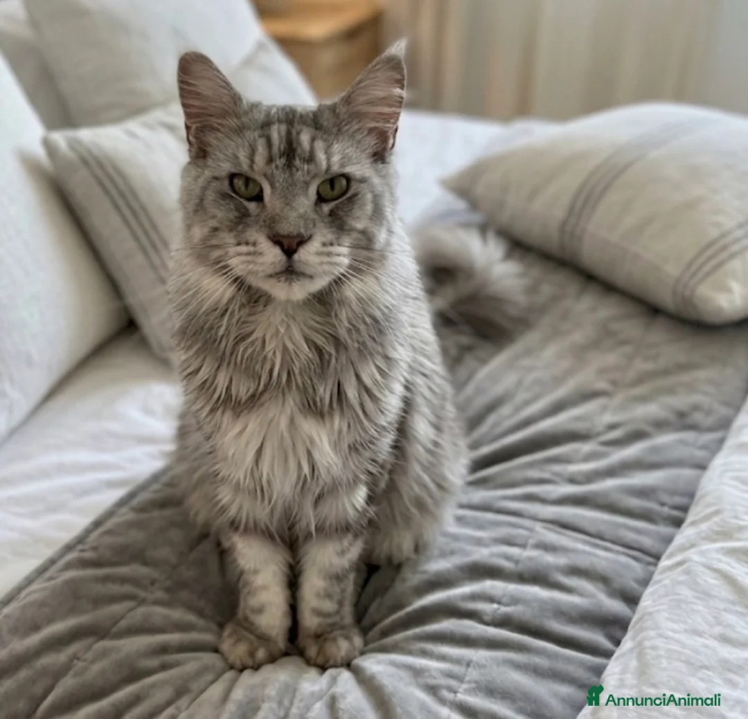 Maine Coon gatti in vendita: Maine coon blu smoke - Annuncio 3