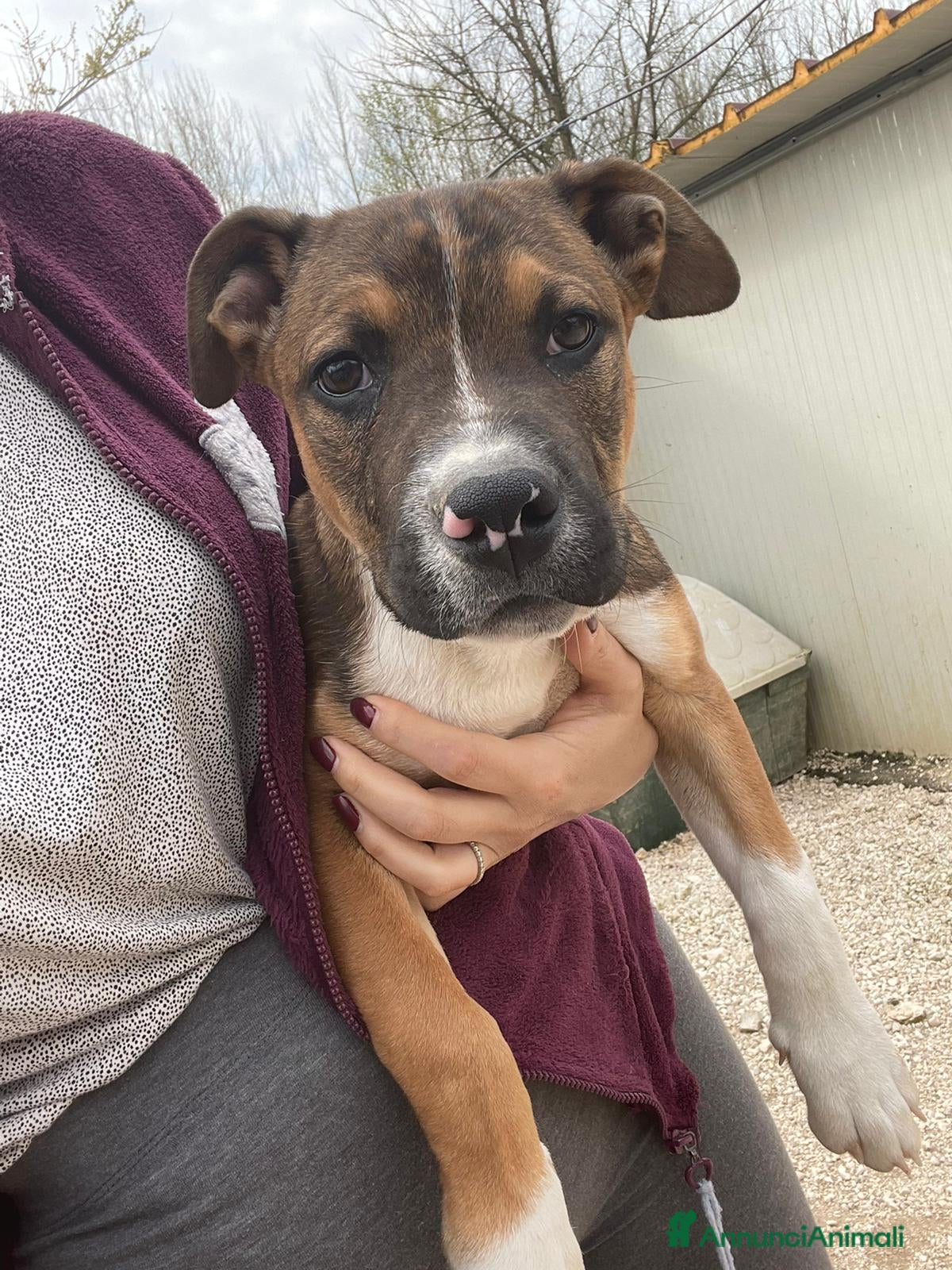 Meticcio cani IL BELLISSIMO CHOC - Annuncio 2