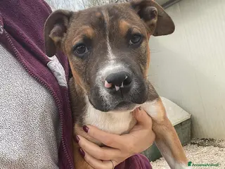 Meticcio cani IL BELLISSIMO CHOC - Annuncio 2