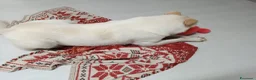 Meticcio cani in regalo: CANE METICCIO CERCA FAMIGLIA  - Annuncio 7