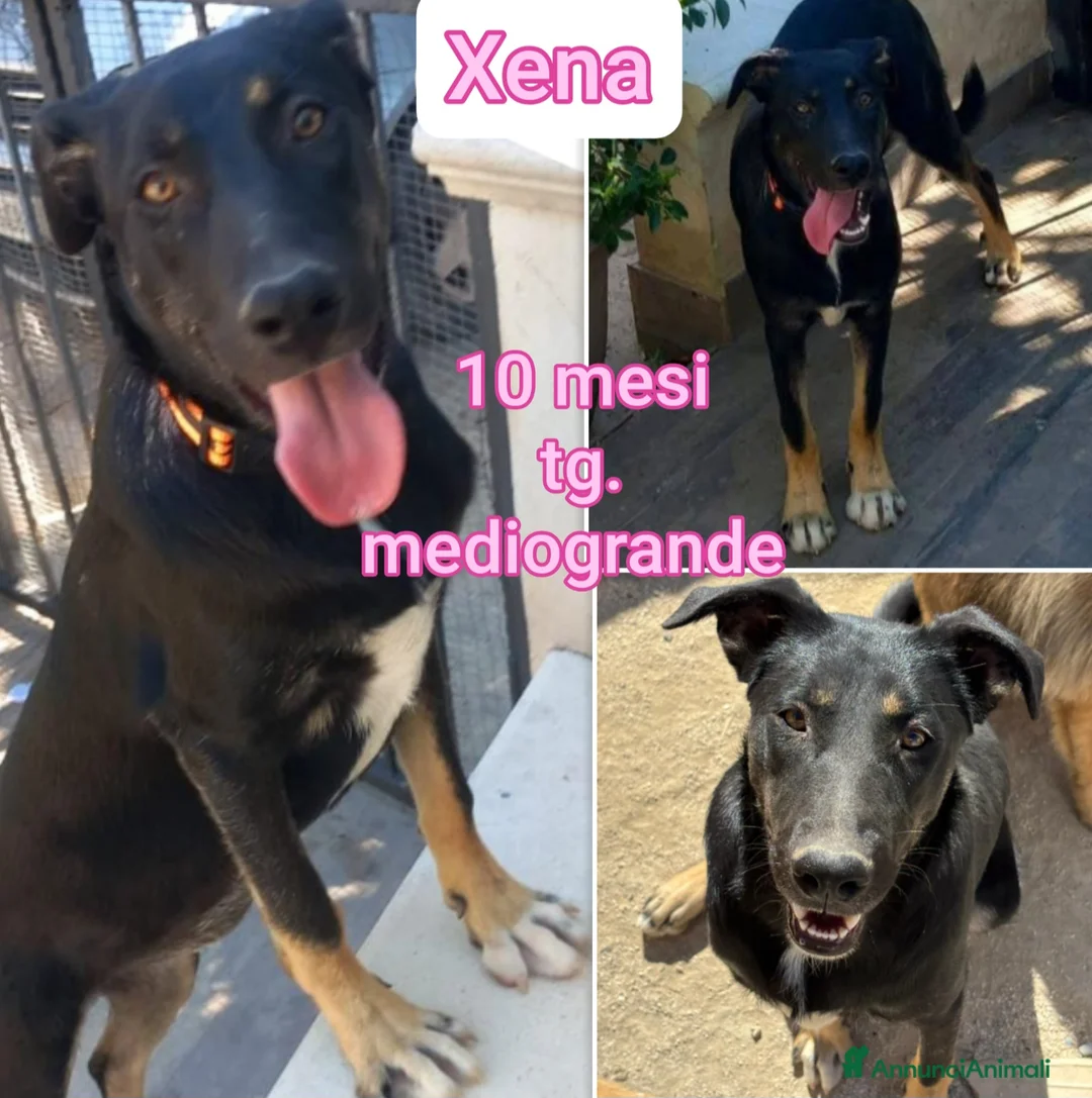 Meticcio cani in regalo: CUCCIOLI ABBANDONATI: EMERGENZA  - Annuncio 14