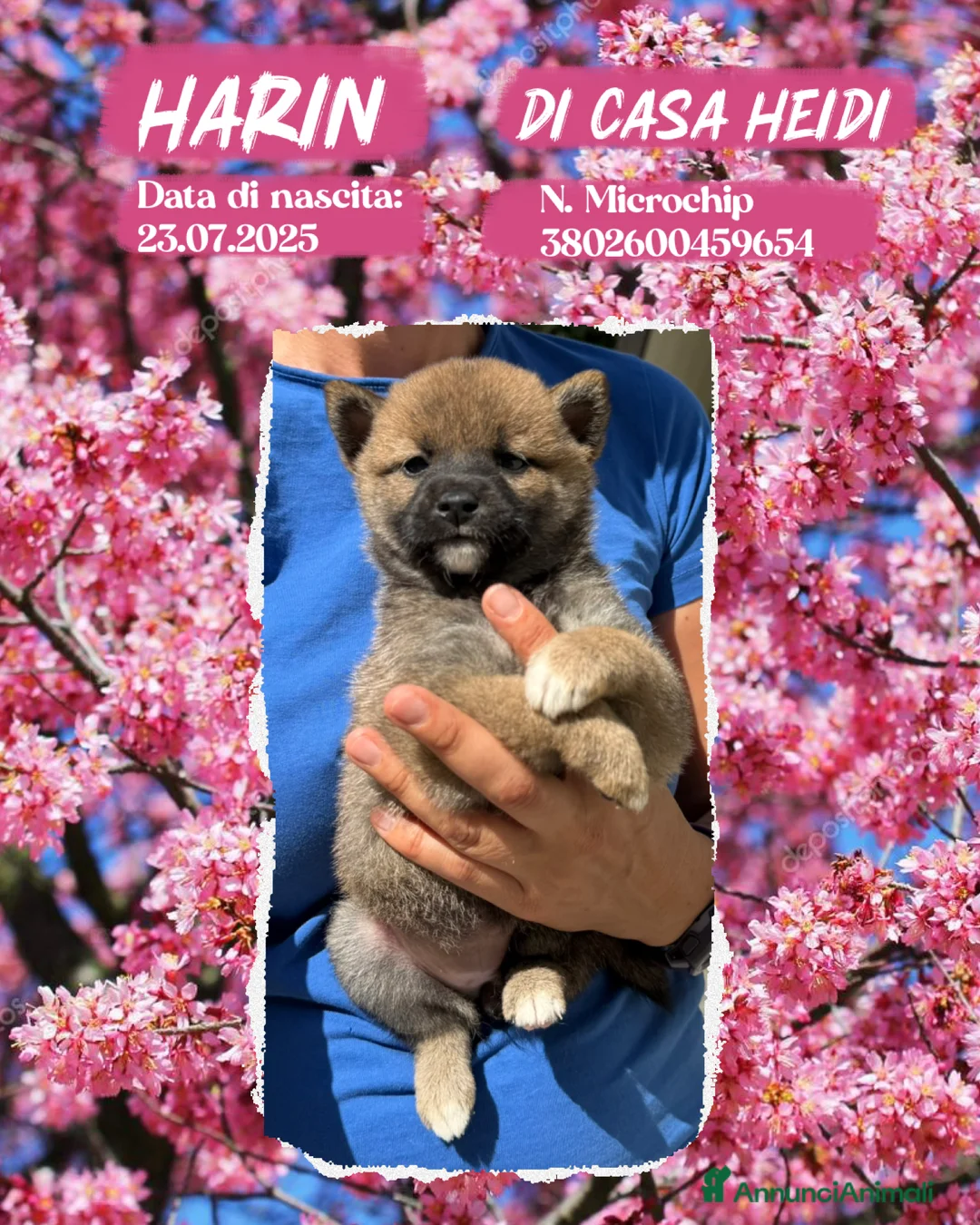 Shiba Inu cani in vendita: Shiba inu rosso fulvi con pedigree ENCI  - Annuncio 2