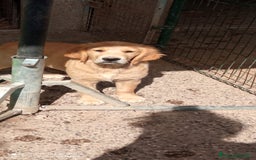 Golden Retriever cani in vendita: Golden retriever cuccioli disponibili  a Provincia di Pordenone - Immagine 3