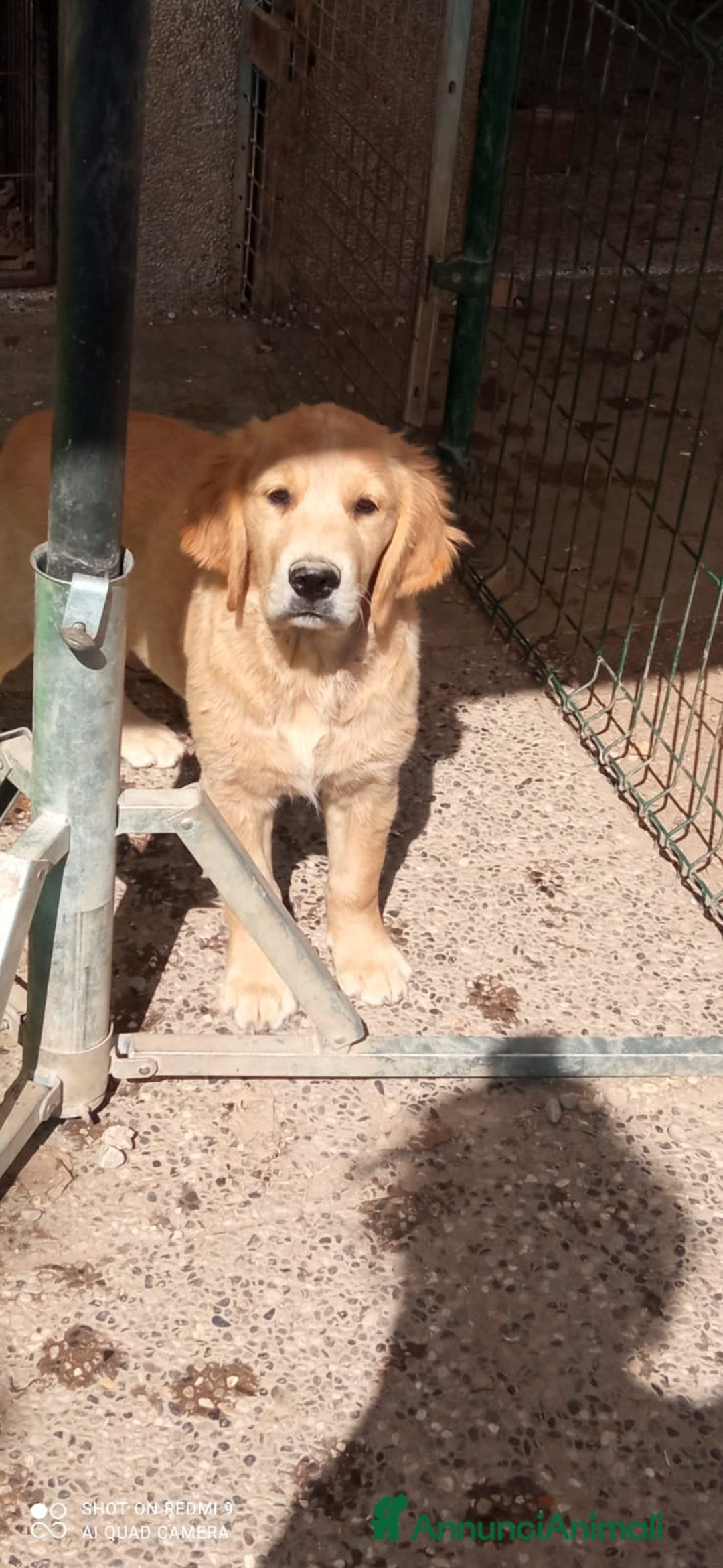 Golden Retriever cani in vendita: Golden retriever cuccioli disponibili  a Provincia di Pordenone - Immagine 3