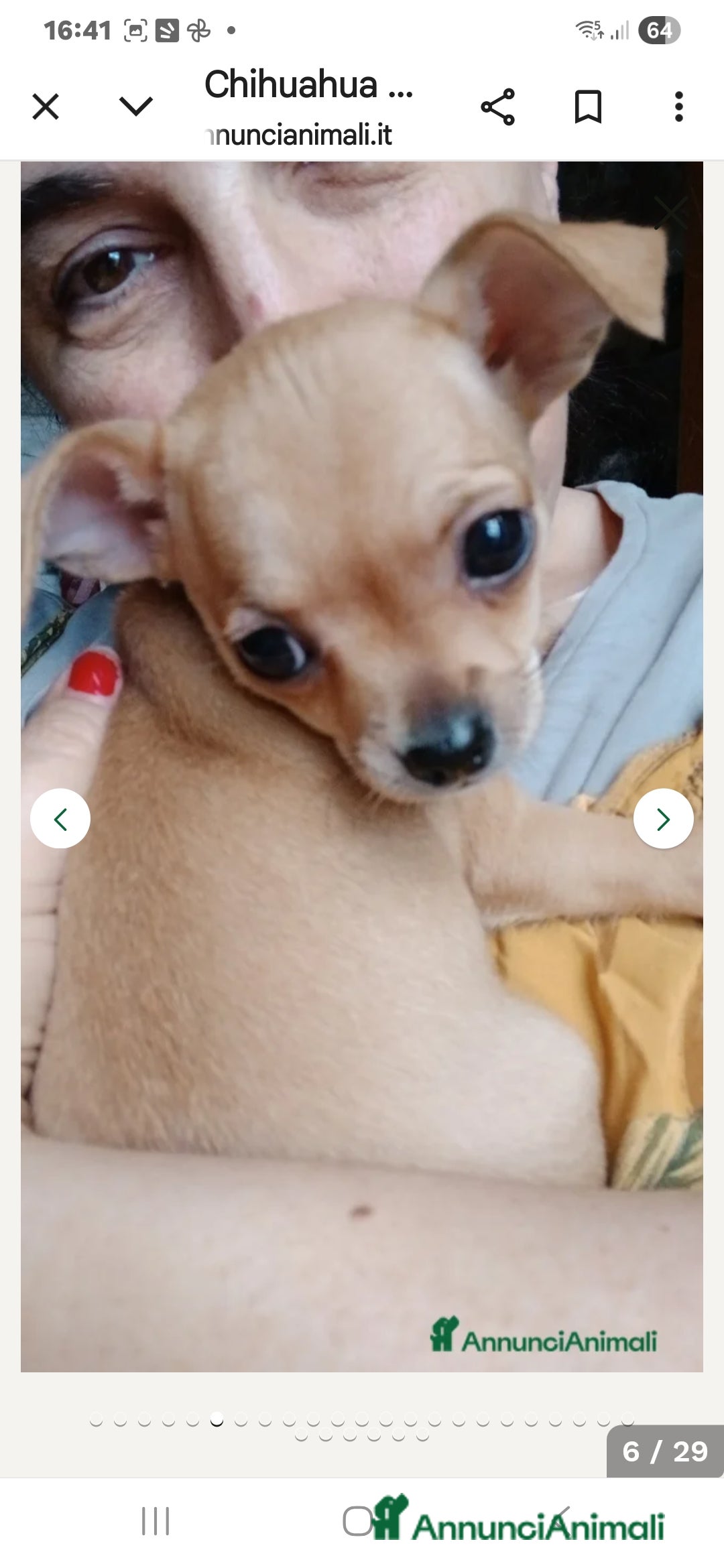 Chihuahua cani in vendita: Cuccioli chihuahua - Annuncio 29