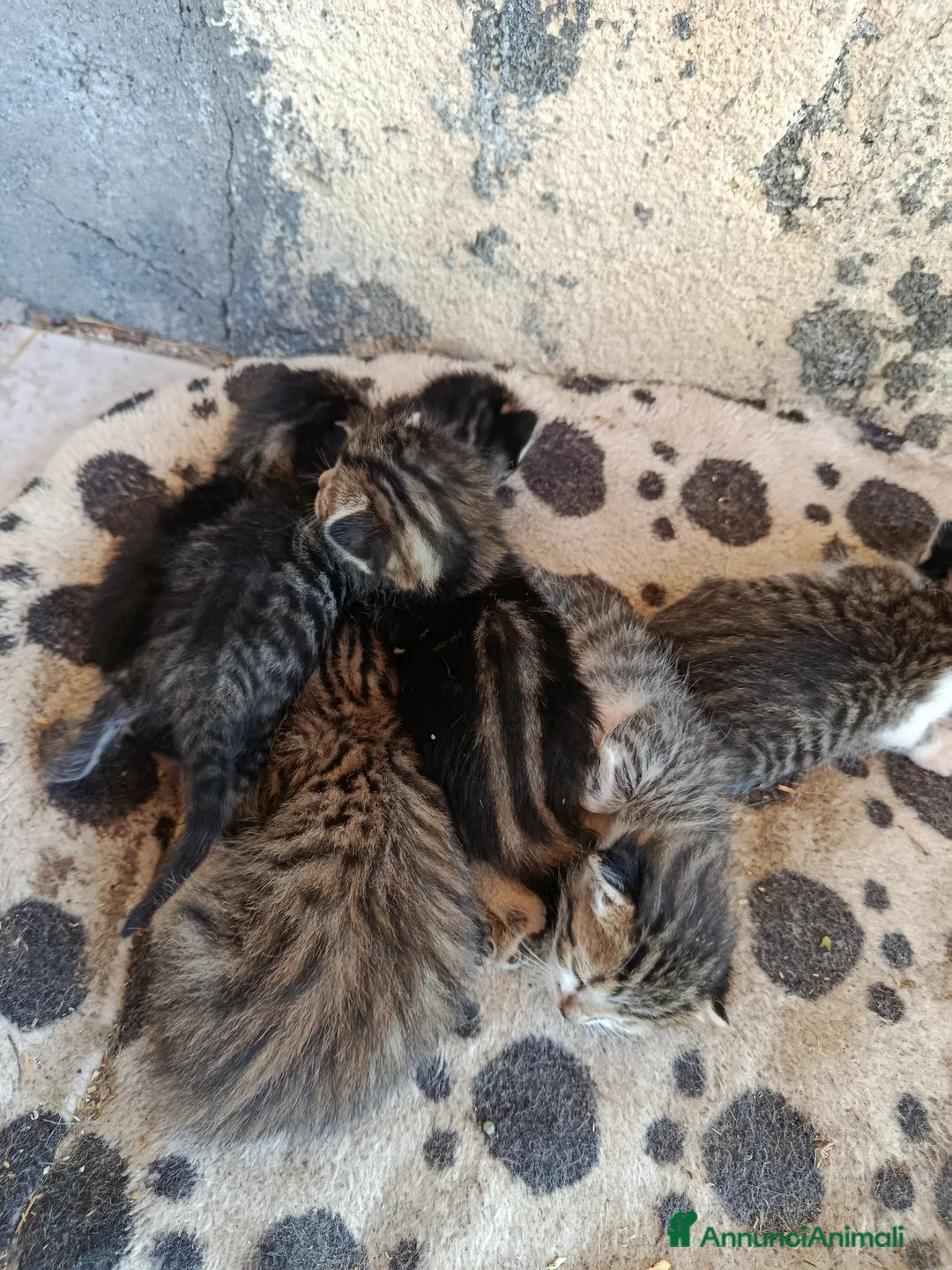 Meticcio gatti in regalo: Gattini in regalo - Annuncio 2