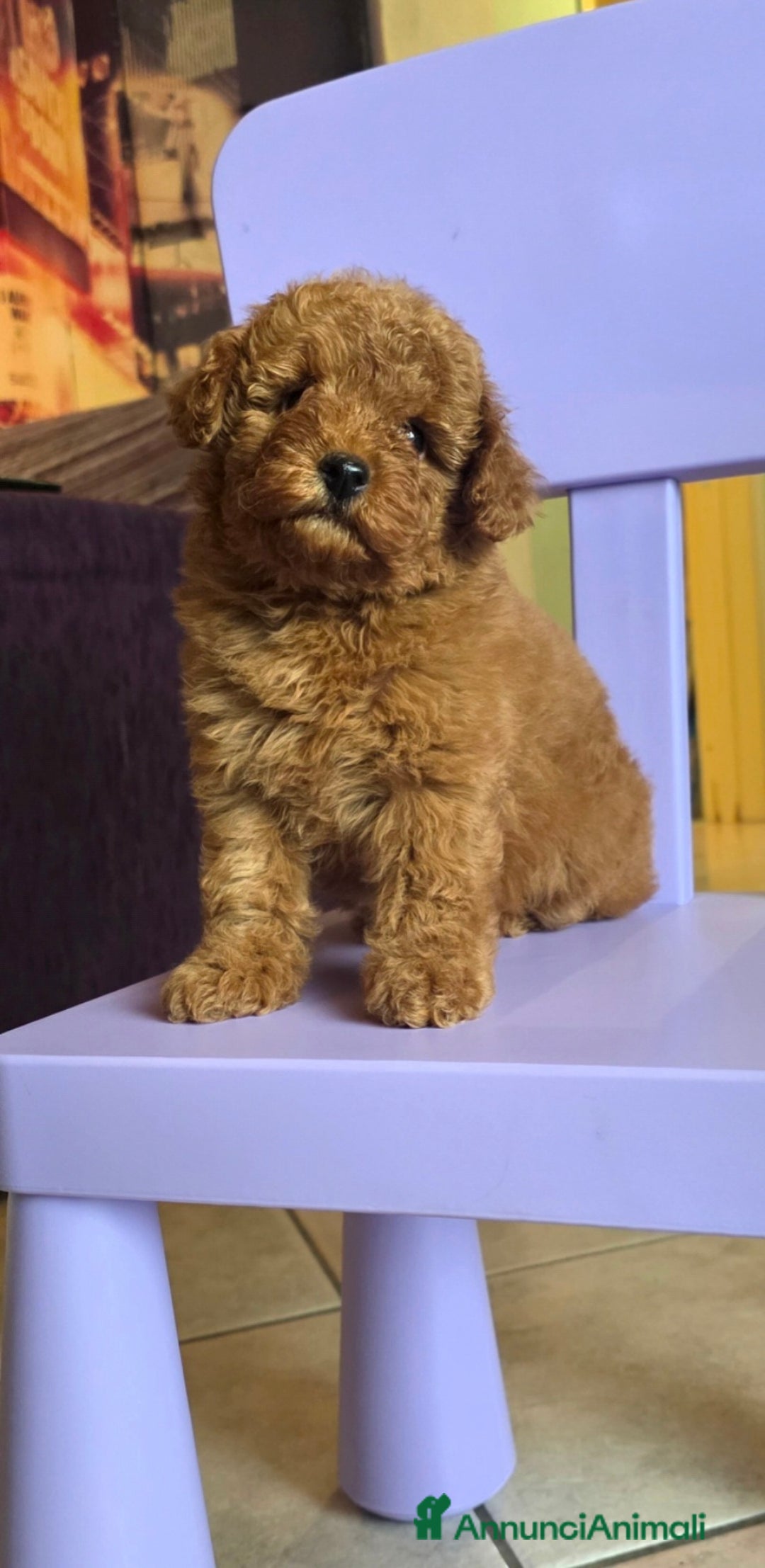 Barboncino Toy cani in vendita: Barboncino  - Annuncio 4