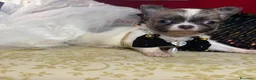 Chihuahua cani in vendita: cucciola chihuahua pelo lungo pedigree enci  - Annuncio 3