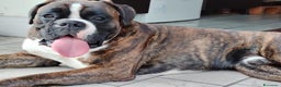 Boxer cani per accoppiamento: Boxer - Annuncio 2