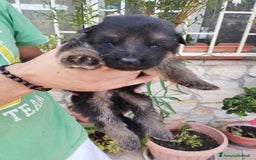 Pastore Tedesco cani in vendita: cuccioli di pastore tedesco a Provincia di Chieti - Immagine 3