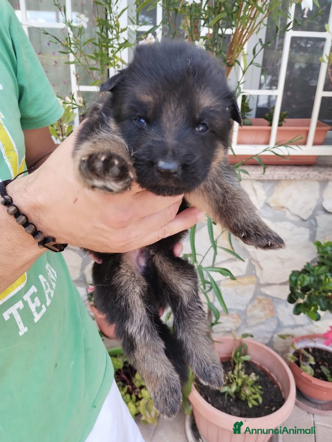 Pastore Tedesco cani in vendita: cuccioli di pastore tedesco a Provincia di Chieti - Immagine 3