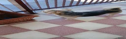 Meticcio cani in regalo: Razza Monkie a Provincia di Chieti - Annuncio 4