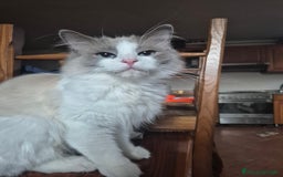 Ragdoll gatti in vendita: Cucciola femmina ragdoll a Città metropolitana di Milano - Immagine 5