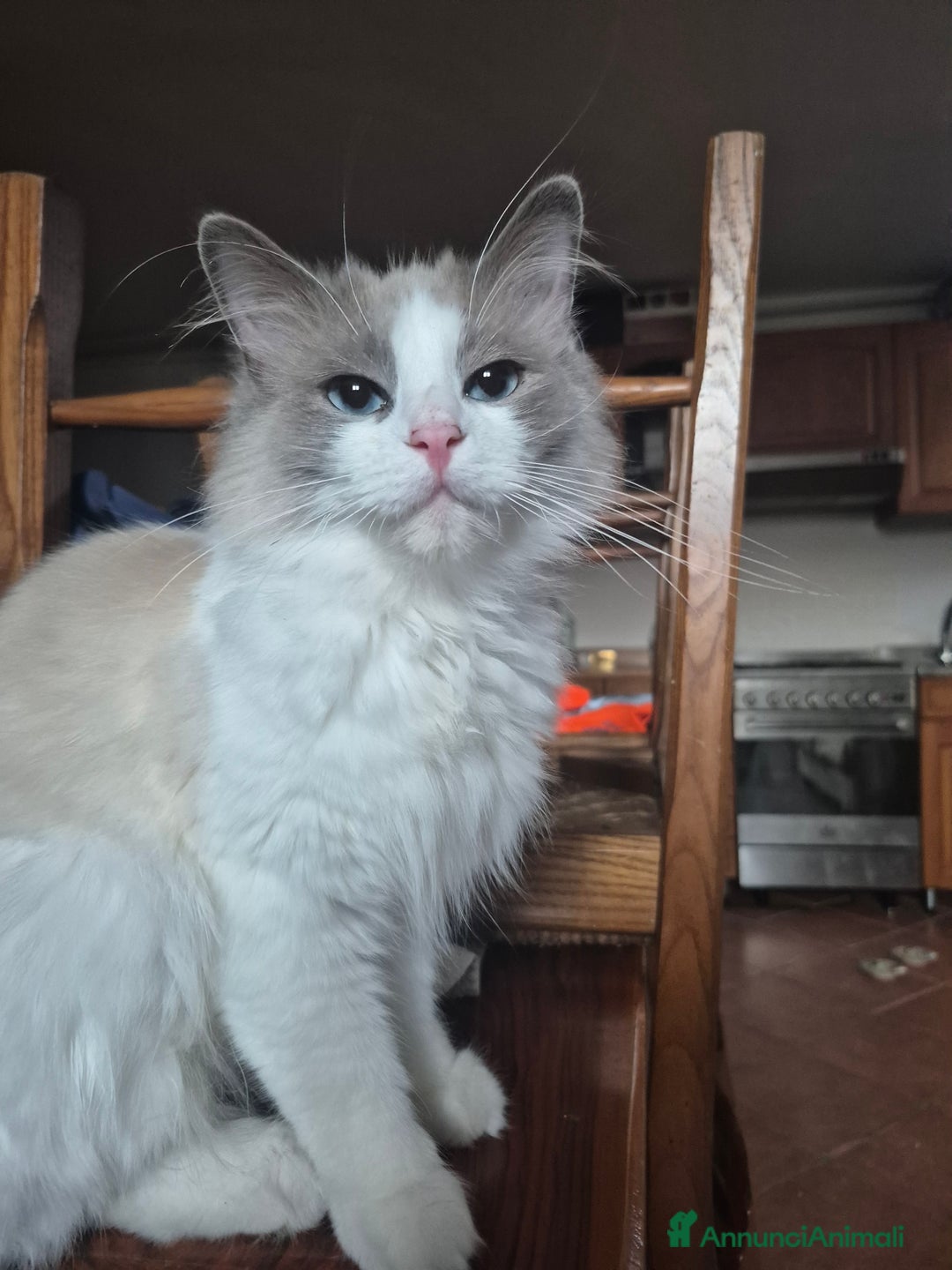 Ragdoll gatti in vendita: Cucciola femmina ragdoll a Città metropolitana di Milano - Immagine 5