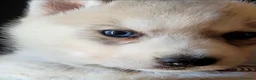 Husky cani in vendita: SIBERIAN HUSKY CUCCIOLATA CON PEDIGREE  - Annuncio 2
