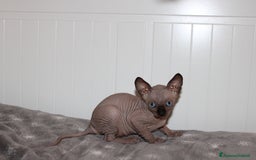 Sphynx gatti in vendita: Vendo cuccioli di sphynx a Provincia di Massa e Carrara - Immagine 14