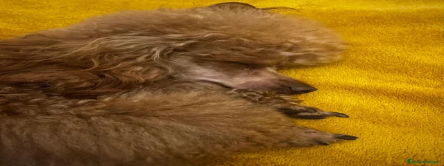 Rum