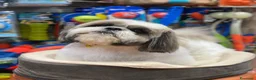 Shih Tzu cani per accoppiamento: Accopiamento   - Annuncio 2