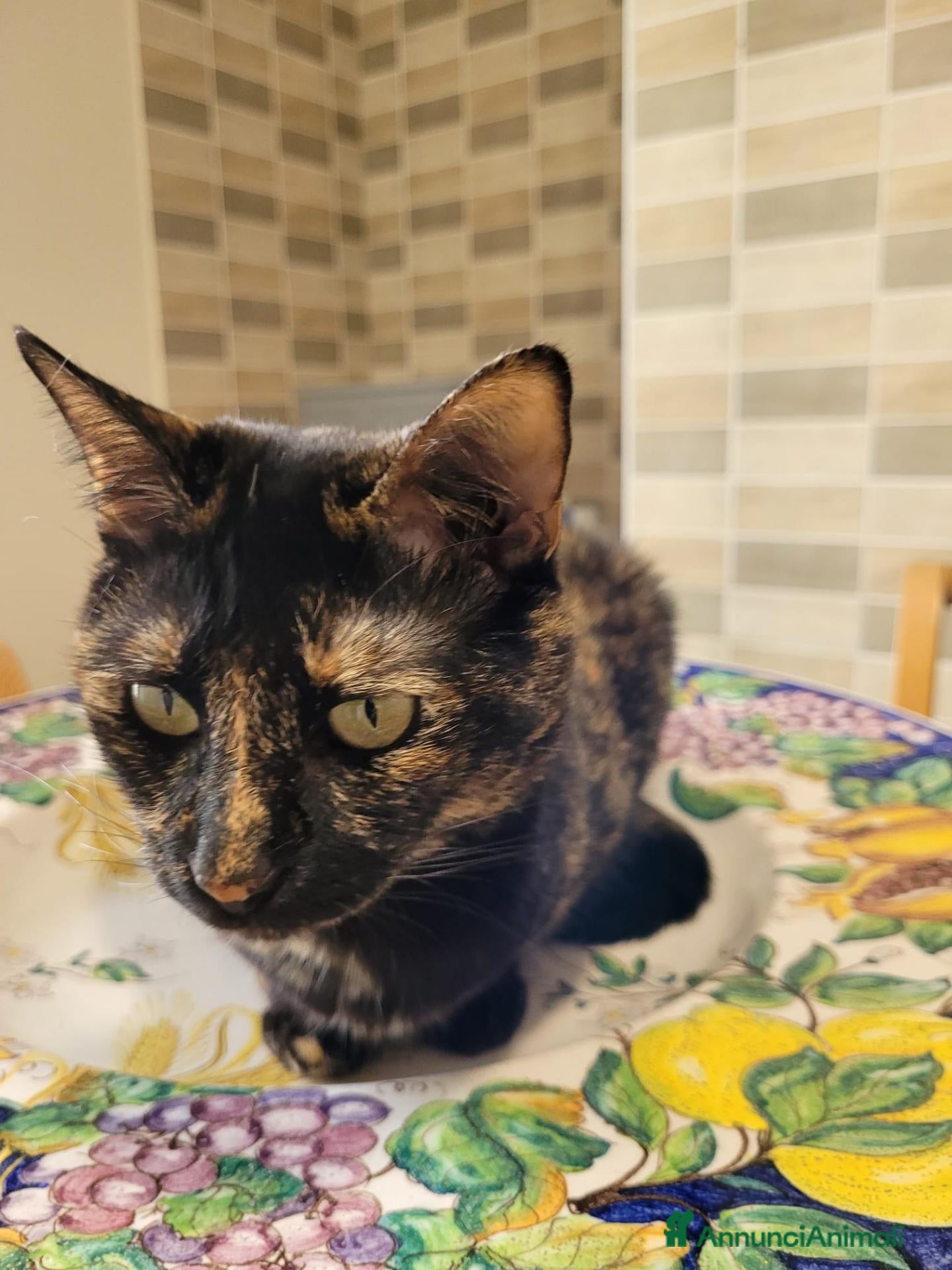 Meticcio gatti in regalo: Gaia, 8 anni, tartarugata; cerca casa - Annuncio 2