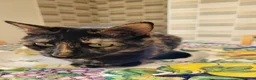 Meticcio gatti in regalo: Gaia, 8 anni, tartarugata; cerca casa - Annuncio 1