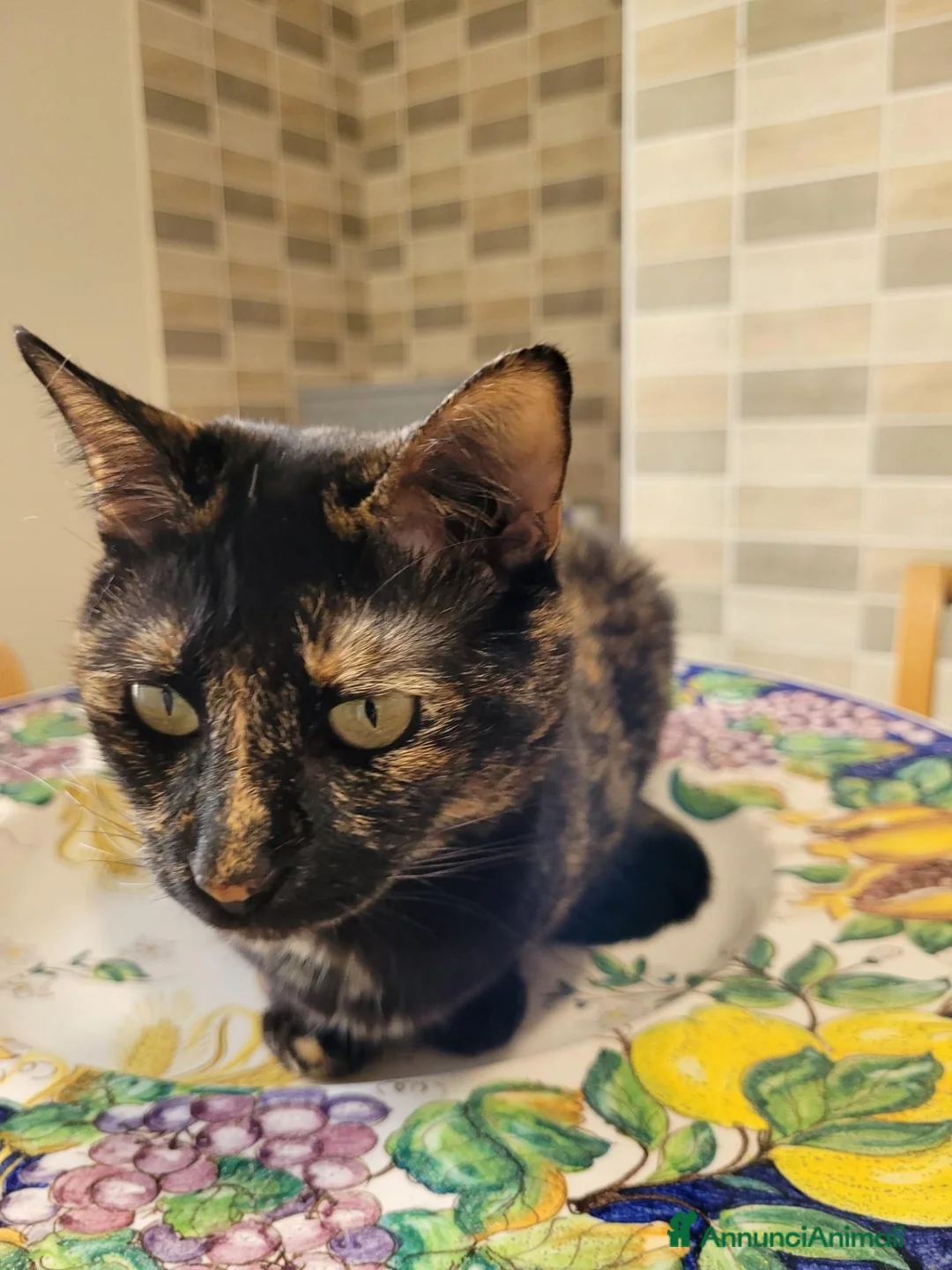 Meticcio gatti in regalo: Gaia, 8 anni, tartarugata; cerca casa - Annuncio 1