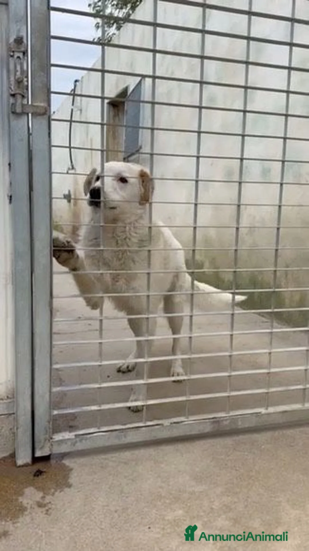 Meticcio cani in regalo: Ugo: cucciolone buonissimo con tutti  - Annuncio 7