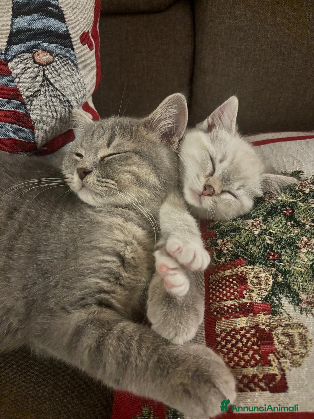 British gatti in vendita: Gatto British  - Annuncio 4