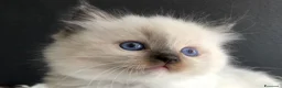 Ragdoll gatti in vendita: Ragdoll con pedigree  - Annuncio 26
