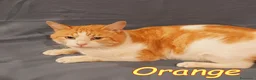 Europeo gatti in regalo: ORANGE gattino fantastico - Annuncio 4