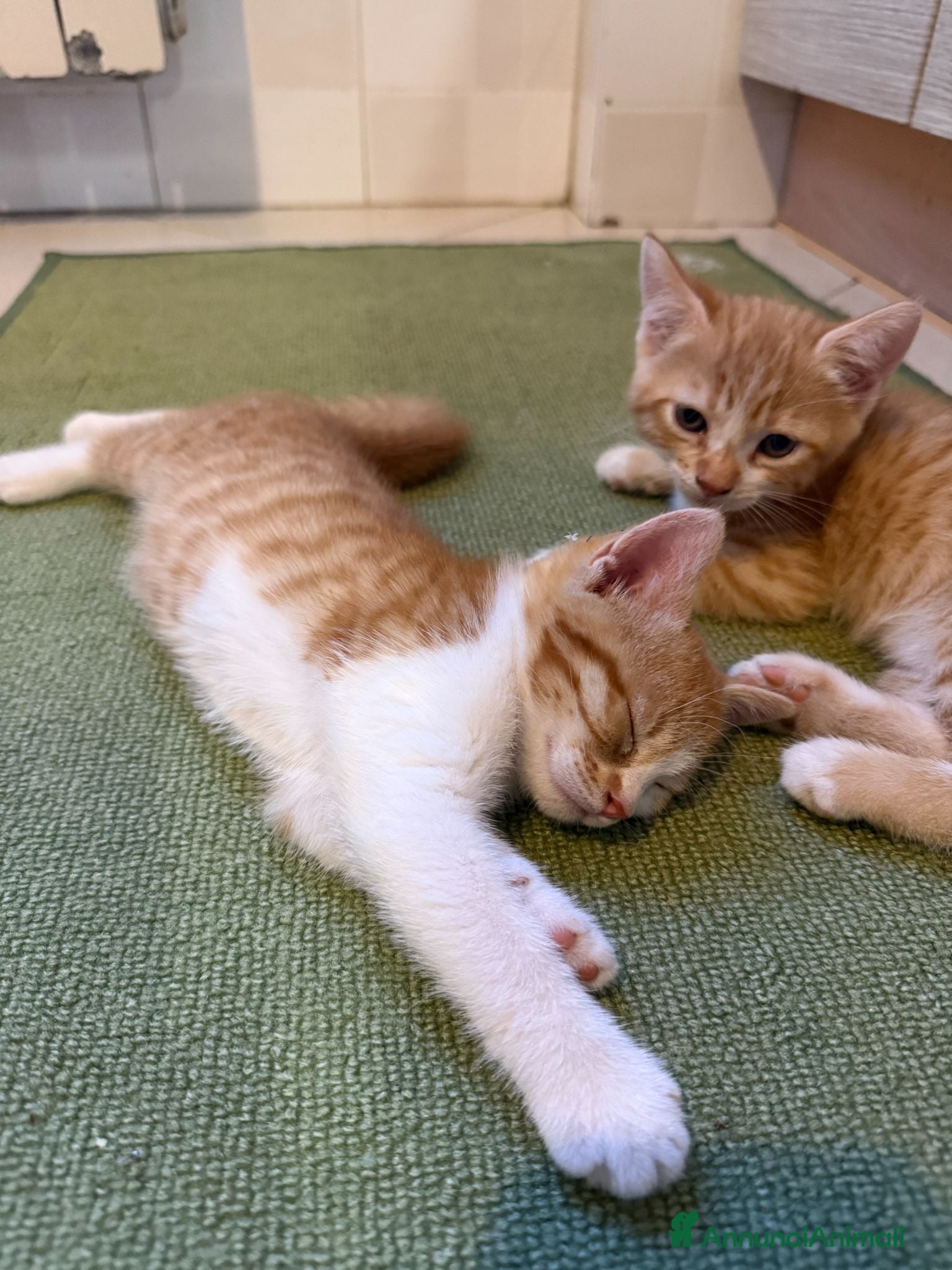 Meticcio gatti Regalo Gattini - Annuncio 1